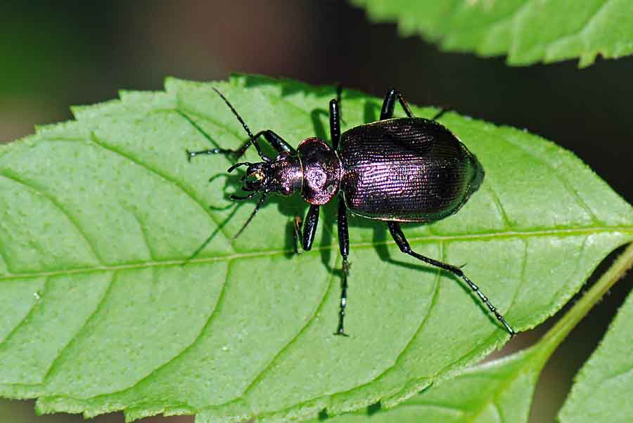 4 Carabidae: Calosoma inquisitor !